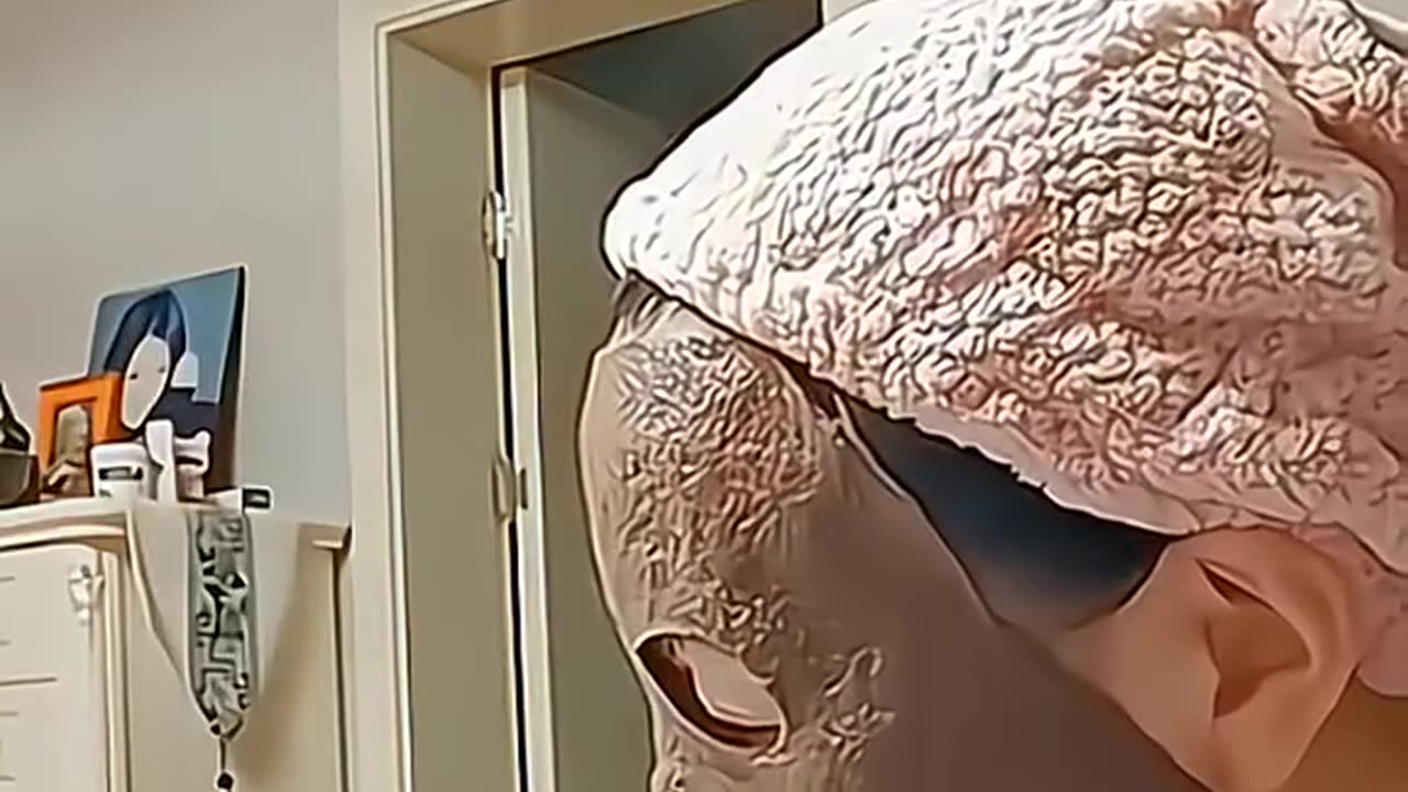 Funny animals