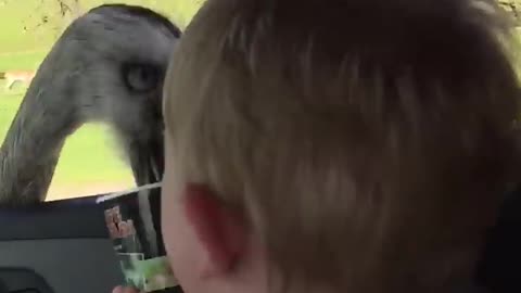 Baby Can't Stop Laughing At Ostrich Eating Food