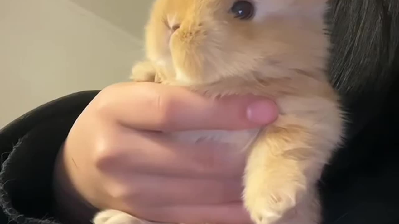 These Two Bunnies Are Too Cute to Handle! 🐰💖