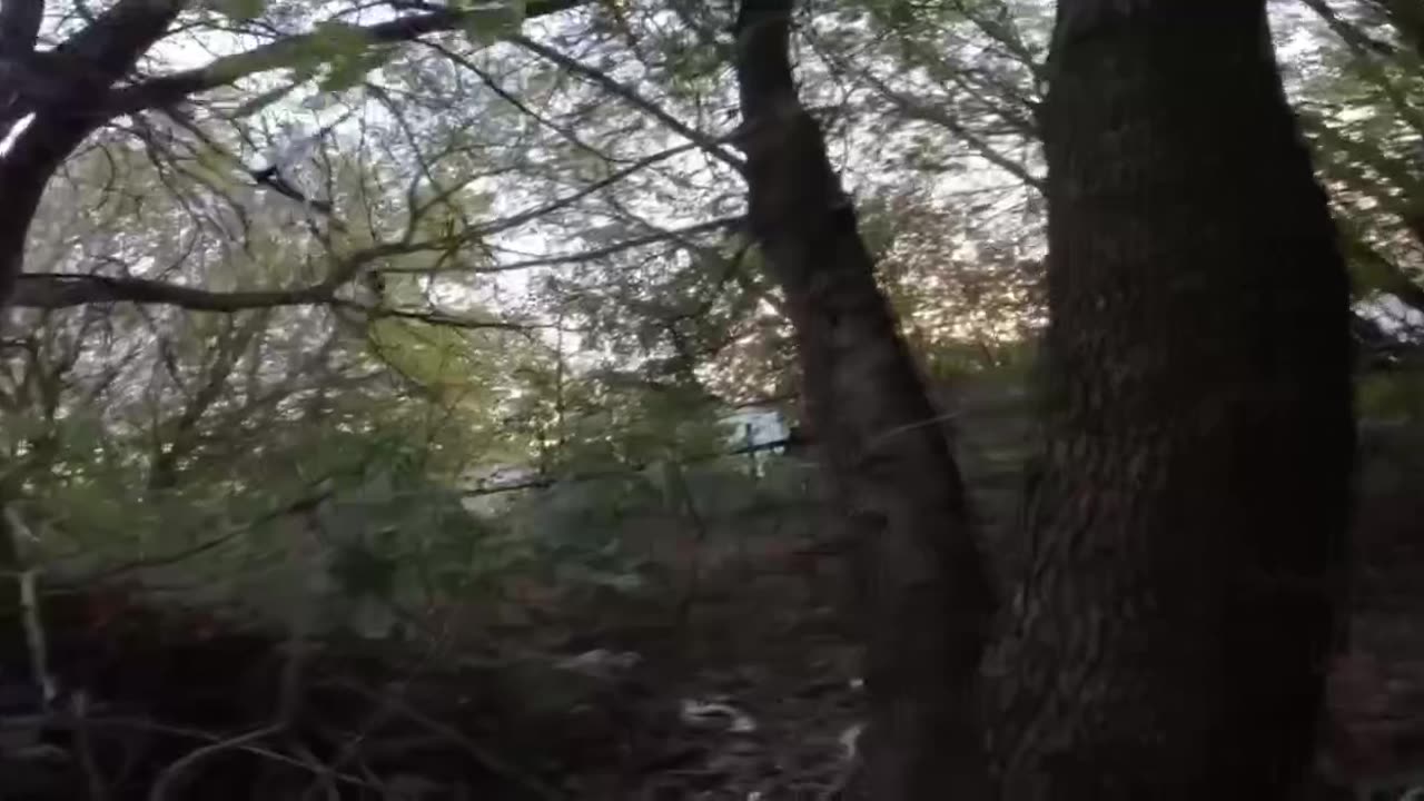 Hired mice against beat-ups in Kursk