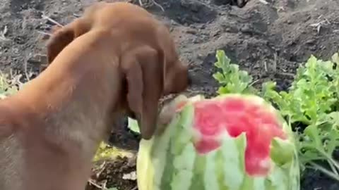 Enjoying some watermelon 😊