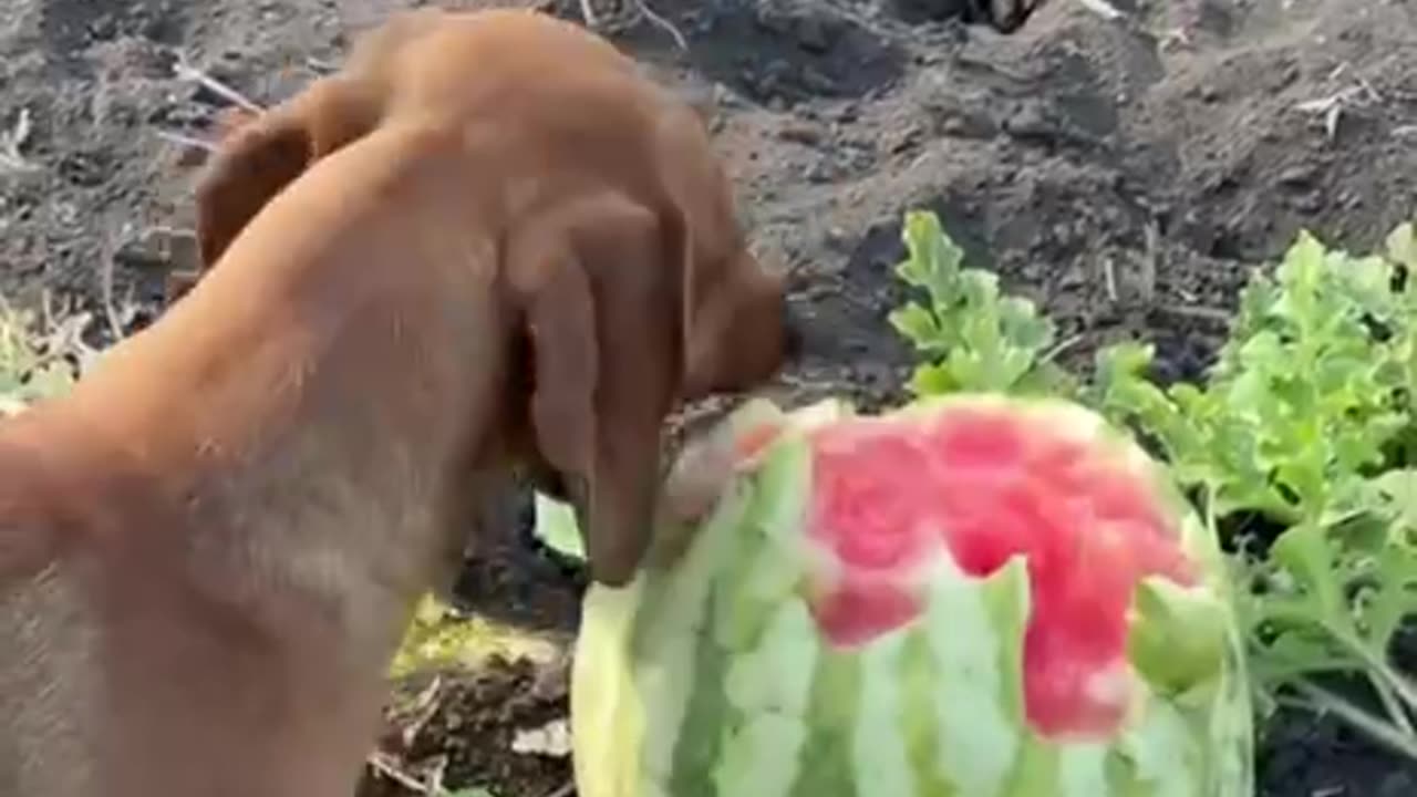 Enjoying some watermelon 😊