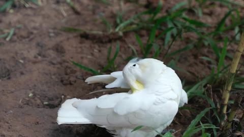 Nature and Animals
