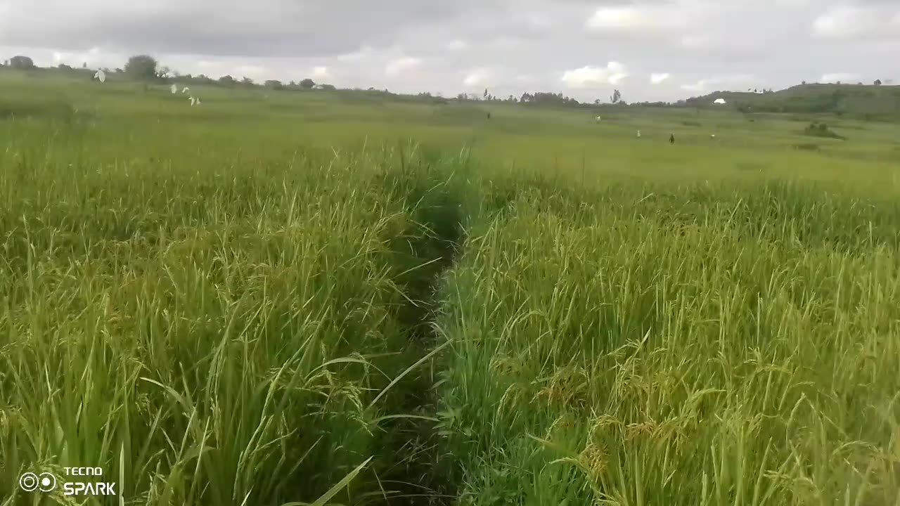 The Nutritional Benefits of Rice: What Animals Can Teach Us About Diet!