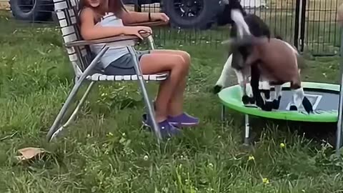 Funny goats 🐐