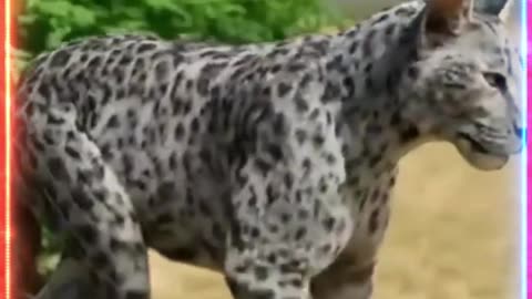 An incredible film about the evolution of cats over 4 billion years