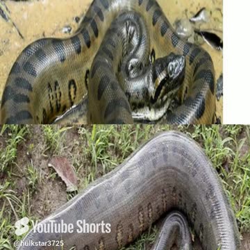 a maior sucuri de 30 metros.mp4