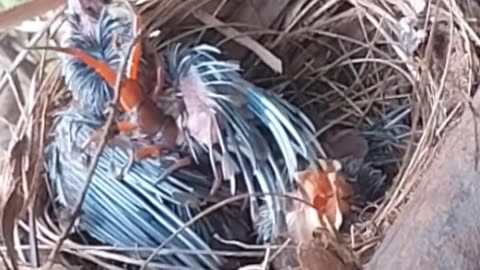 Ep06 | Review mother bird feeding her chicks in the nest