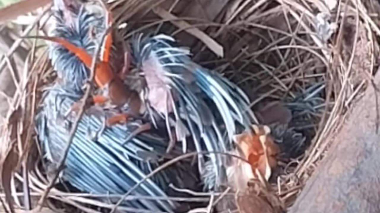 Ep06 | Review mother bird feeding her chicks in the nest