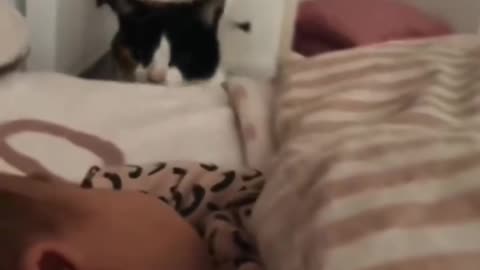 Funny Animals