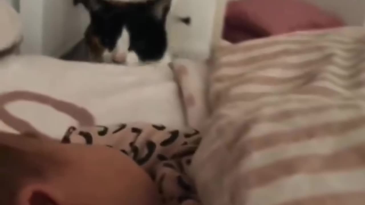 Funny Animals