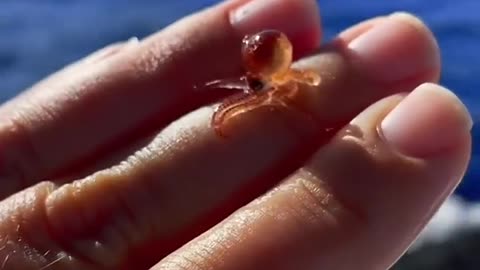 Before VS After Animal Transformation🤯_ Amazing Animals Transformation