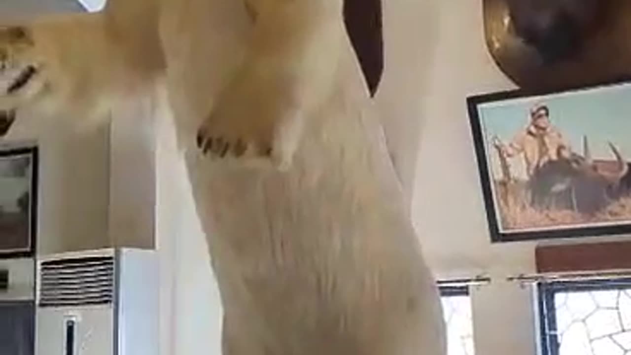 Safari Taxidermy Collections 2