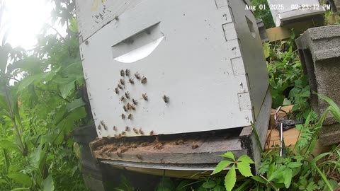 Bees on a Friday Afternoon