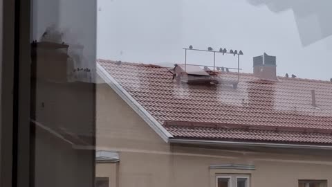 Kajorna gör sig redo för natten. Örebro 26 Nov. 2025