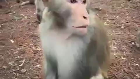 Bro meeta sun wukong and gives him his crown.. 🐒👑