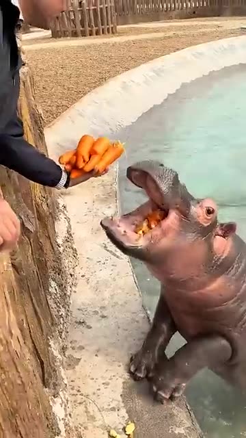 Hippopotamus full of vitamins hippopotamus wild animals zero distance #Hippopotamus #WildAnimals