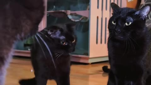 《CAT'S KINGDOM: WHISKER WARS》