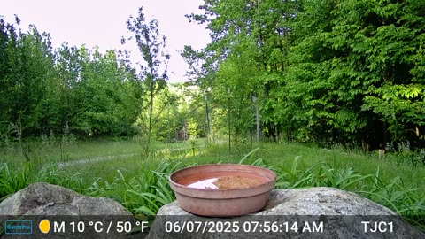 Squirrel on the Camera