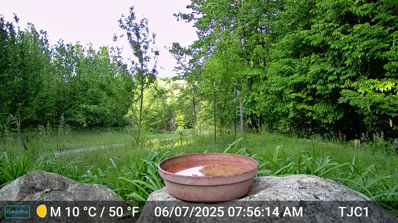 Squirrel on the Camera