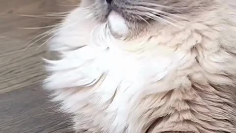 Milk Drunk Kittens! 😻🥛 Adorable Cats Going Handle! 🐱💕 #CatVsMilk"video