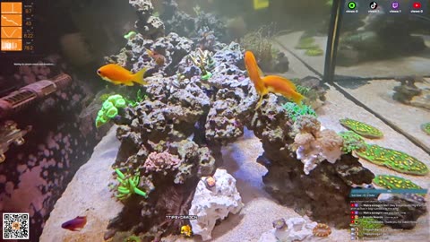 24/7 Real Live Reef Stream