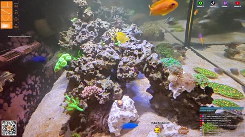 24/7 Real Live Reef Stream
