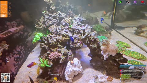 24/7 Real Live Reef Stream