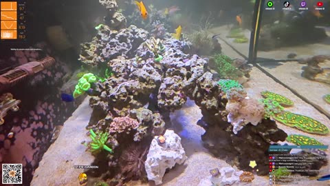 24/7 Real Live Reef Stream