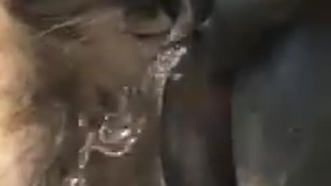 Pissing boy! ~ These funny animals!!!