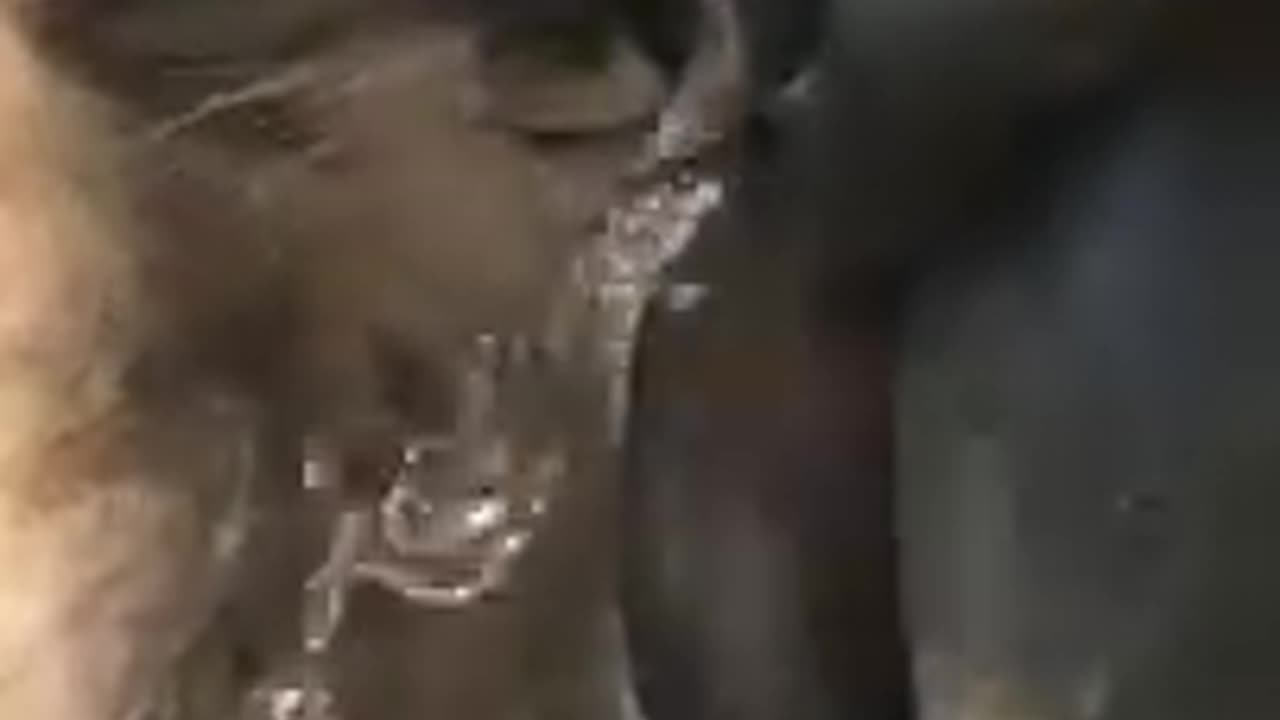 Pissing boy! ~ These funny animals!!!