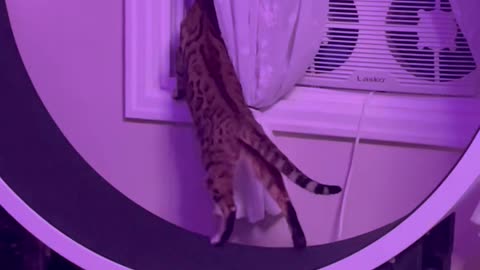 Nosy Cat Multitasking