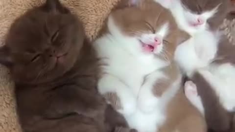 If you are watching this video, know that God has made you the guardian angel of a hungry cat💝