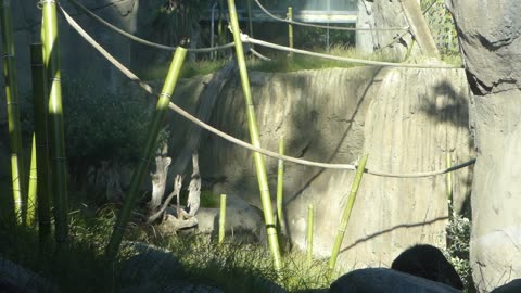 Bonobo has an itchy ass
