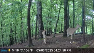 The Woods – 05/04/2025