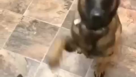 Adult Dog Taught His Fur Baby To Sit