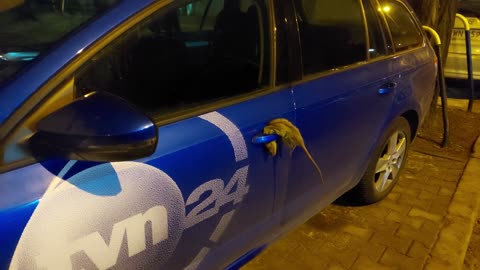 Szczury uciekają - TVN24