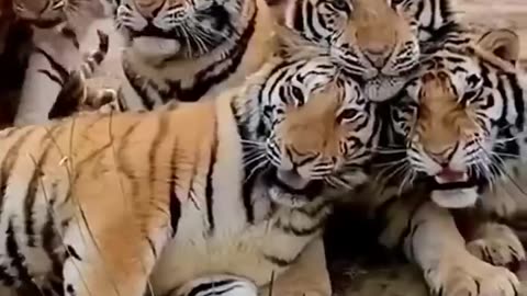 World of Tigers