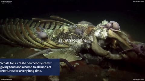 What Happens After a Whale Dies in the Ocean Oceana Canada