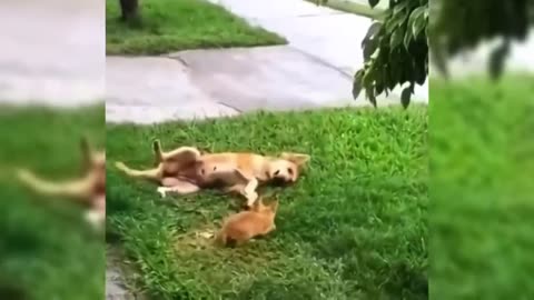 Crazy Funny Dogs That Will Make You Laugh Nonstop