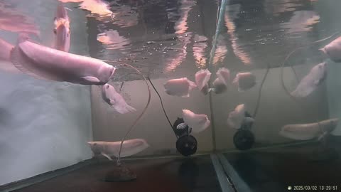 SILVER AROWANA EGANCE GRACEFUL SWIMMER IN THE AQUARIUM, PART. 4