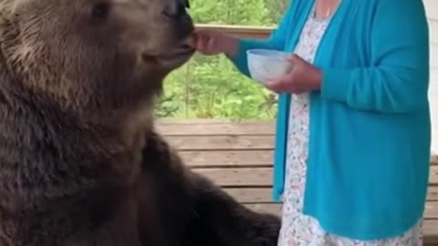 Vozinha Alimenta Urso Gigante, Veja Ante Que Seja TARDE!