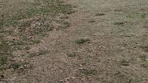 Sunday's Ramblin Rantin Fenbendezol Canine Cancer Protocol Sermon