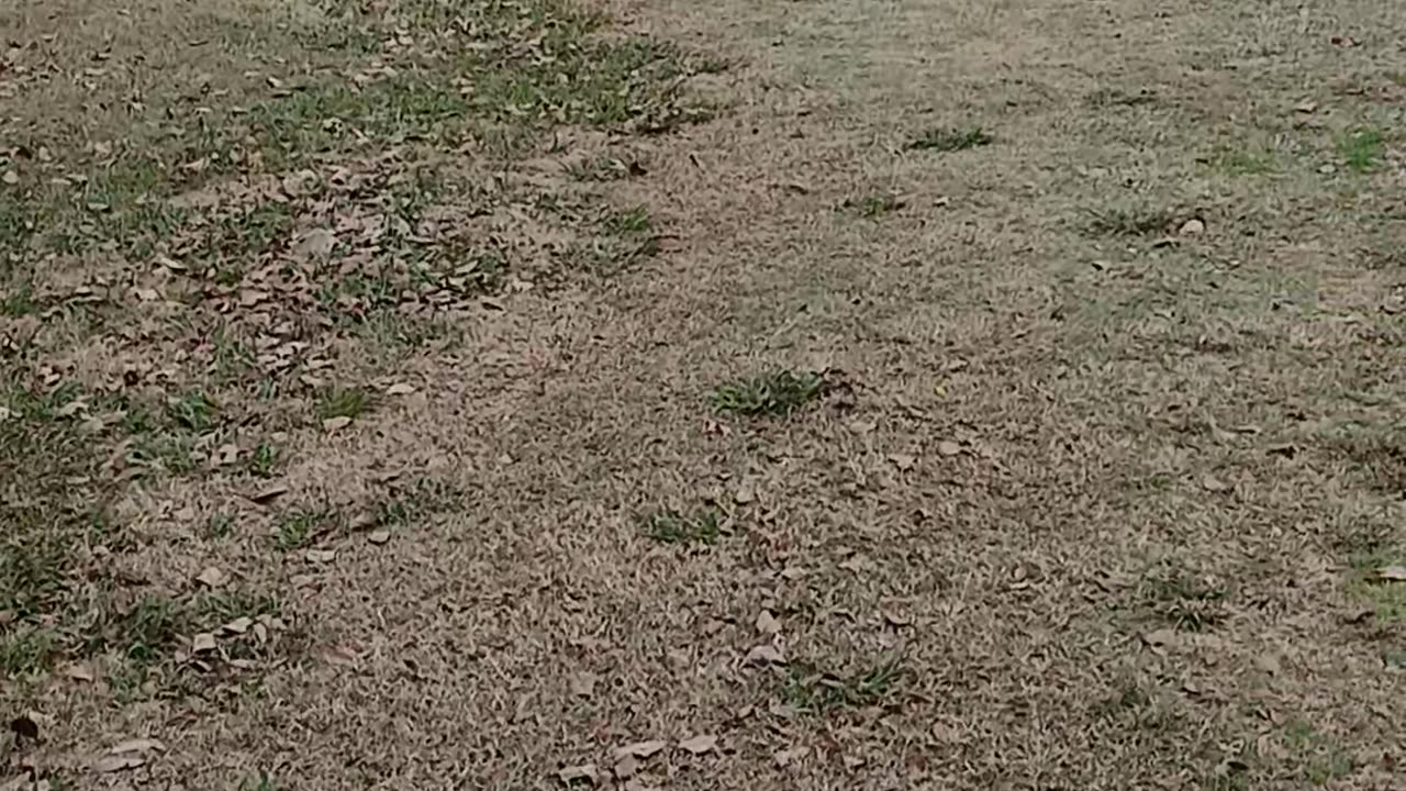 Sunday's Ramblin Rantin Fenbendezol Canine Cancer Protocol Sermon