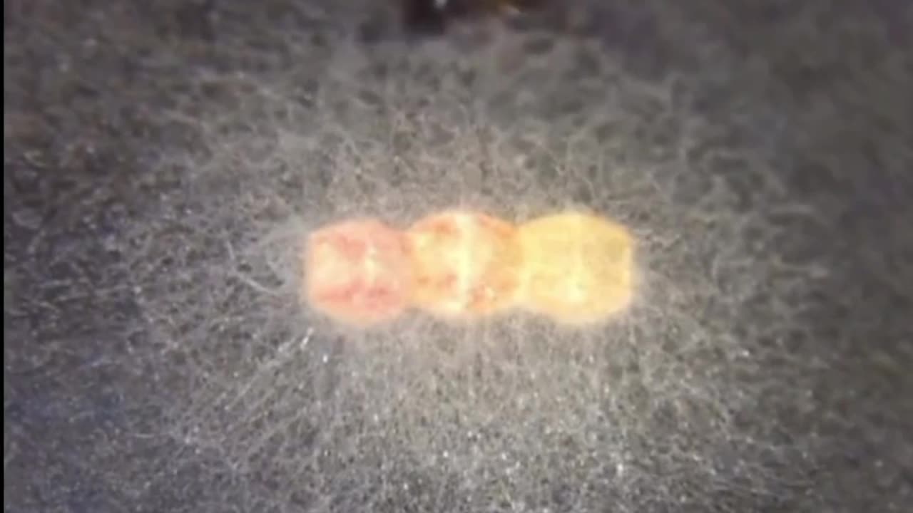 😮🦋 Stink Bugs Protect Their Eggs with Fungus! | FeedMyCuriosity
