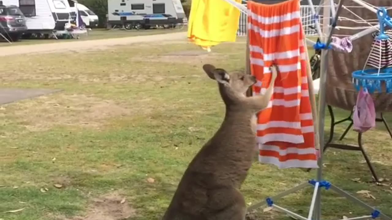 Kangaroo diaries only in Australia 🇦🇺