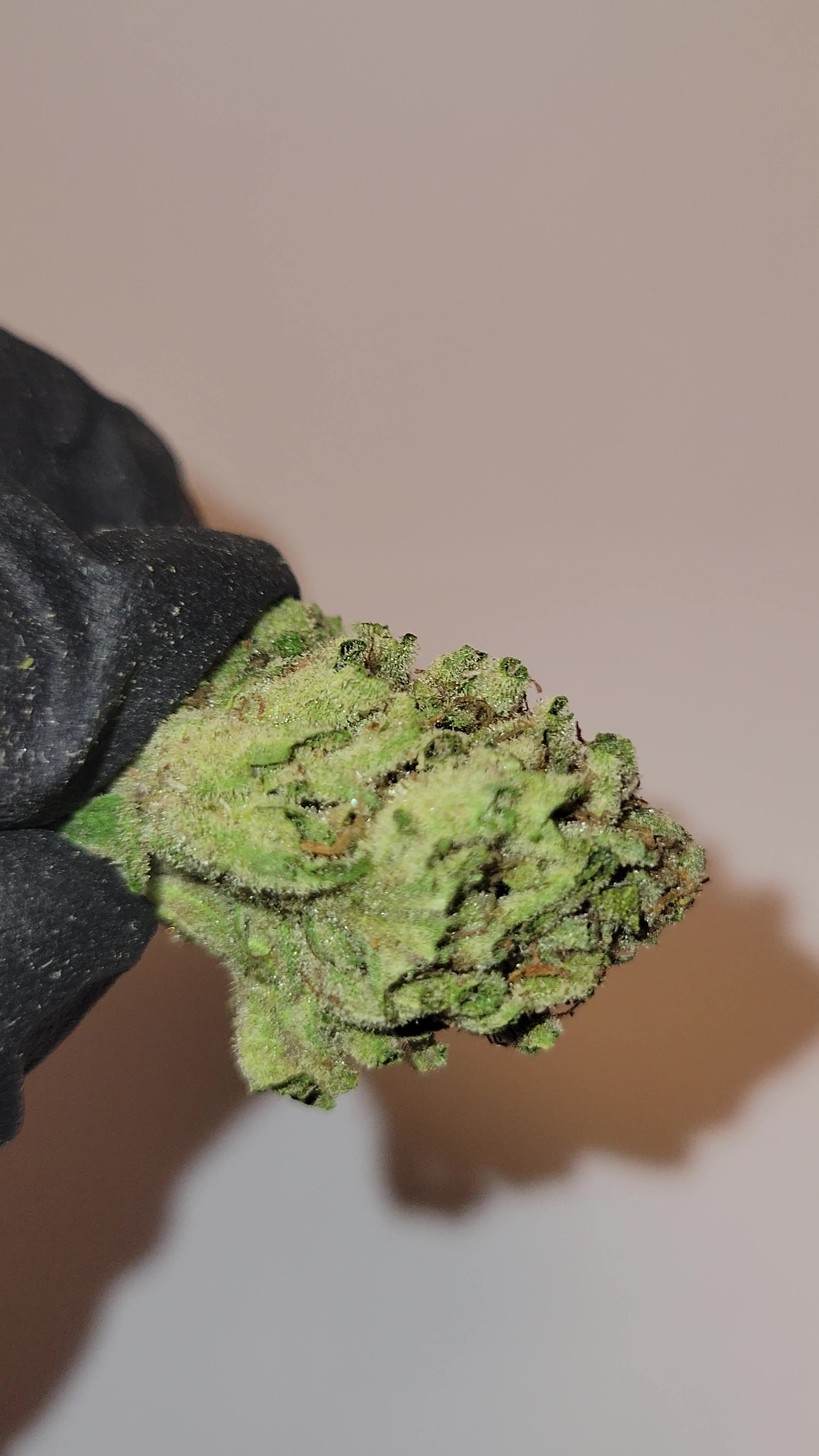 THC Flower by the Oz - Rainbow Sherbet