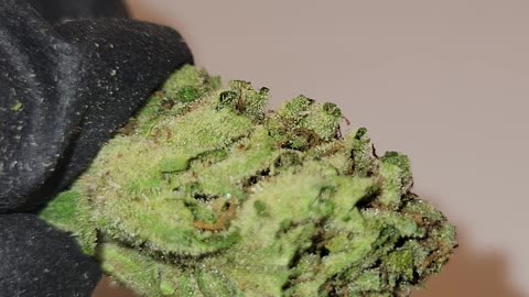 THC Flower by the Oz - Rainbow Sherbet