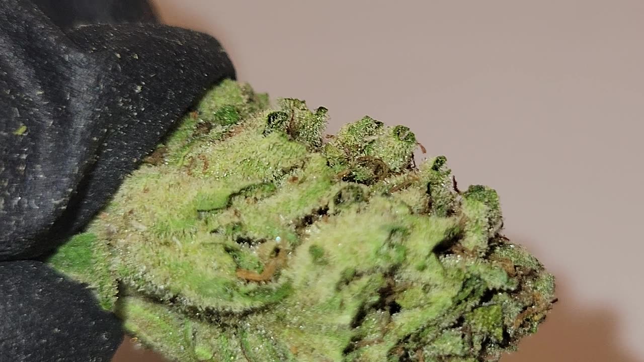 THC Flower by the Oz - Rainbow Sherbet