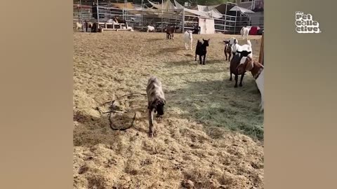 Funny animals